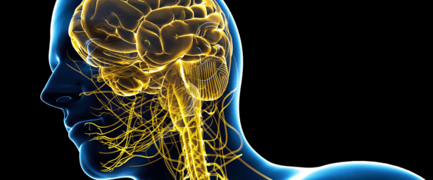 sistema nervioso central y cerebro