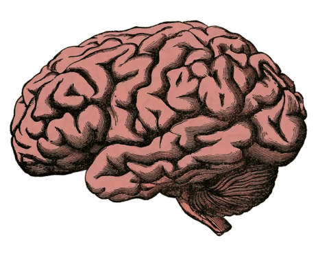 cerebro y su anatomía