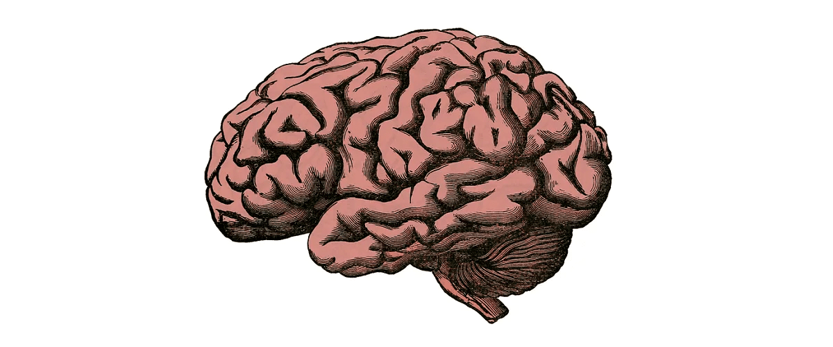 cerebro y su anatomía