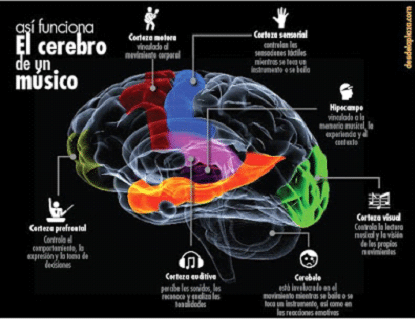 diagrama delcerebro 2